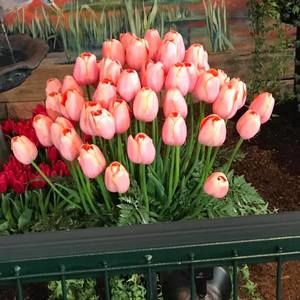 Meet your Posher, Janine